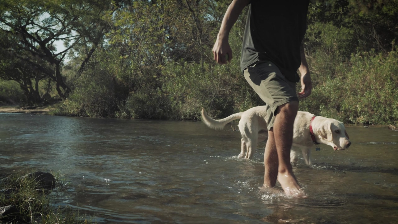 A barefoot man walks with his dog in a creek on a forest, low view, a wet dog following its owner on a sunny day at nature, a man exploring with his dog