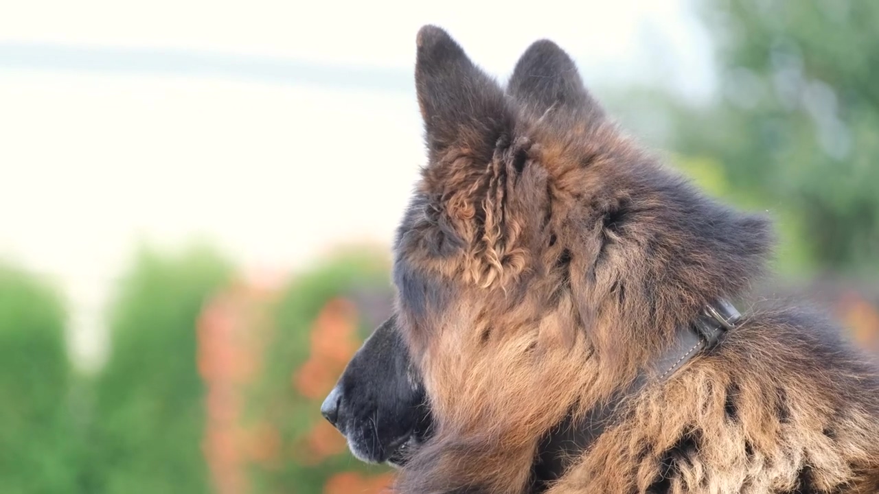 A beautiful german shepherd dog in the park, animal, park, dog, beautiful, domestic, and german shepherd
