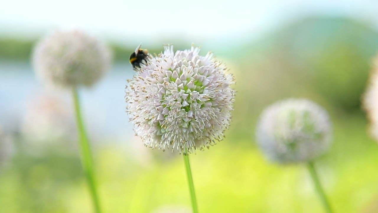 A bee searches a dandelion for pollen, outdoor, flower, daytime, bee, bugs, insects, and dandelion