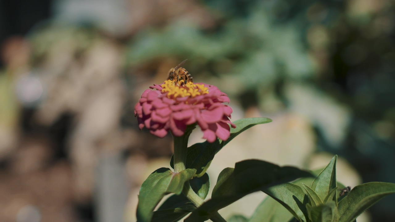 A bee sits on a pink flower with many small petals, a second bee approaches and they both fly away