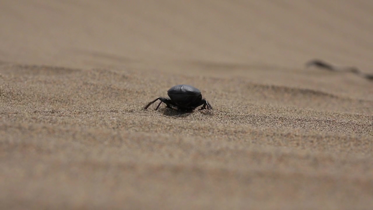 A beetle digging in the sand #animal #wildlife #sand #desert #insect