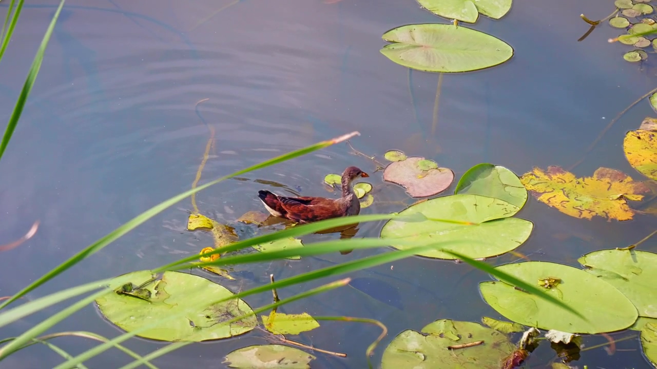A bird swims across a river with lilypads, water, wildlife, bird, swim, and lily pad