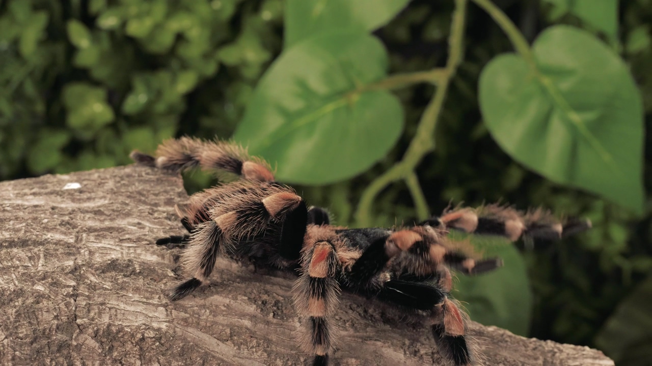 A black and orange tarantula walking in slow motion, hairy arachnid in its habitat