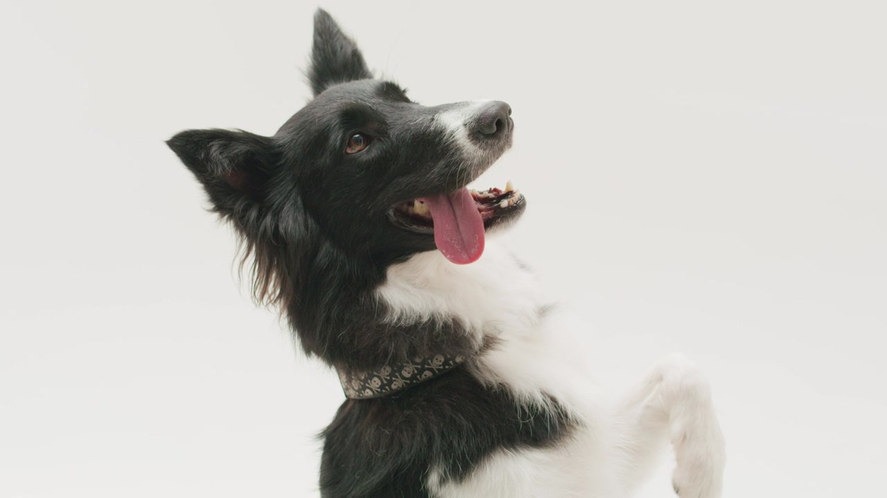 A black and white border collie canine seated on its hind legs panting with its tongue out over a white background