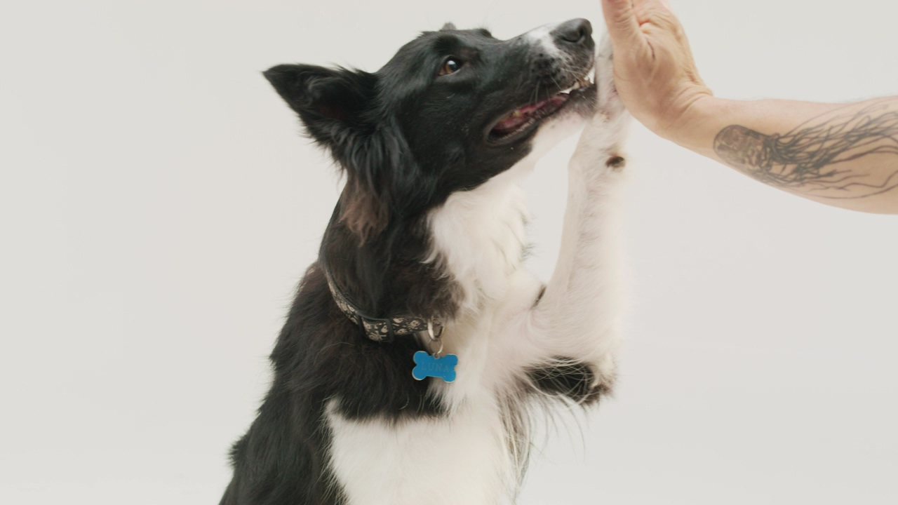 A black and white colored border collie hi-fives a human hand with its paw and the receives a treat