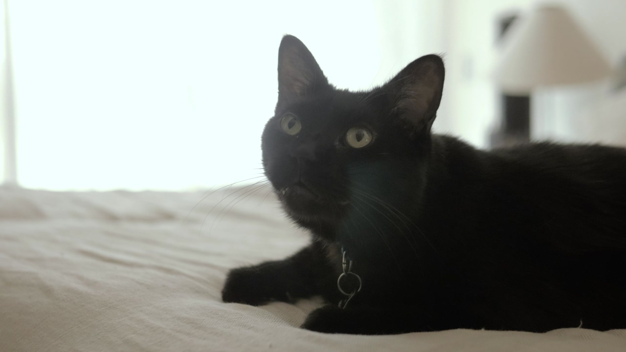 A black cat sits on a white bed, looking around at its surroundings