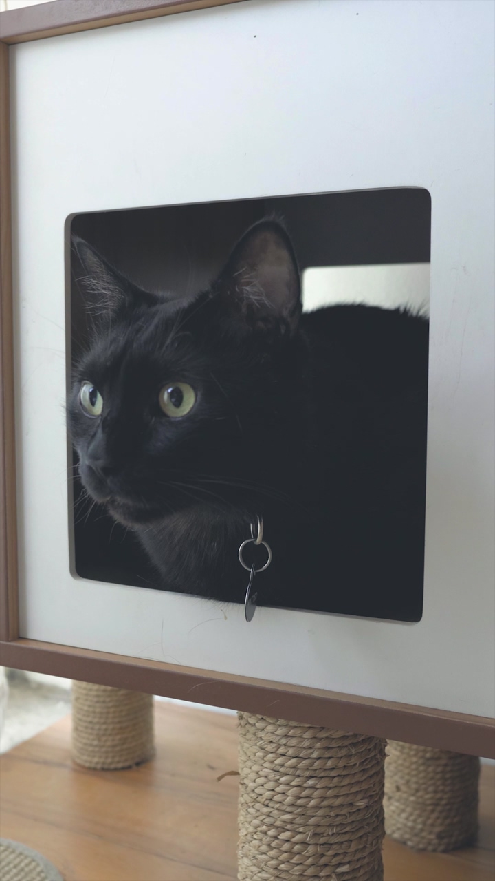 A black cat with green eyes gazes out from its cat house