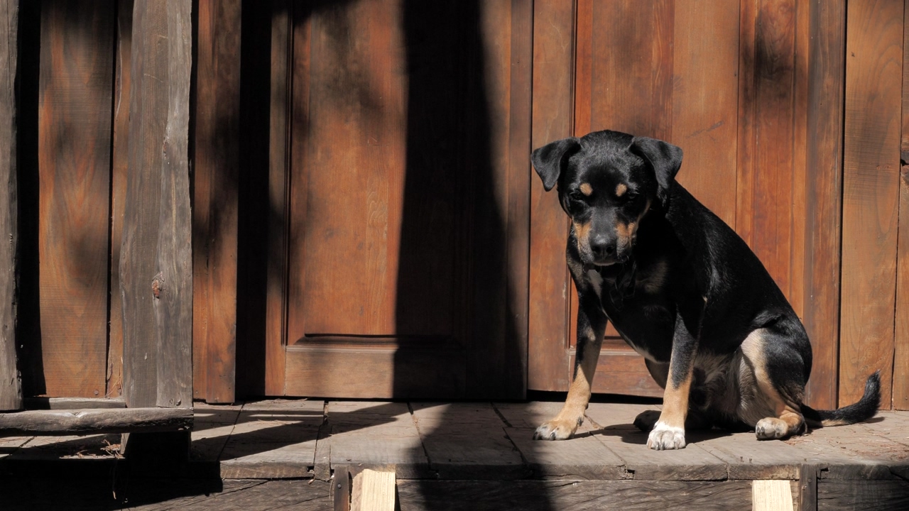 A black dog taking the sun in the front door of a cabin in the forest