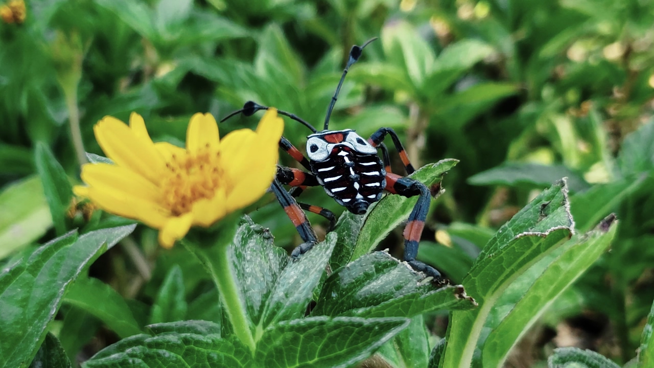 A black, white and orange bug standing over green leaves being moved by the wind near to a yellow flower, a bug moving its antennae