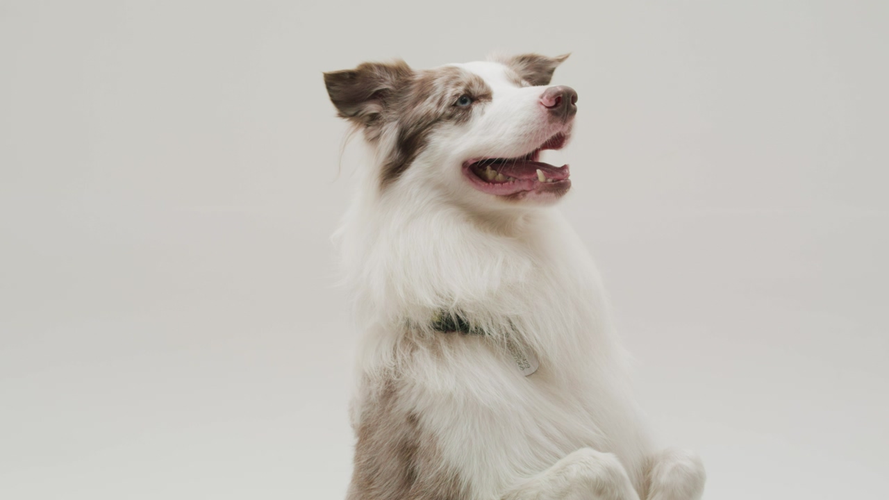 A blue-eyed border collie canine panting and keenly listening over a white background