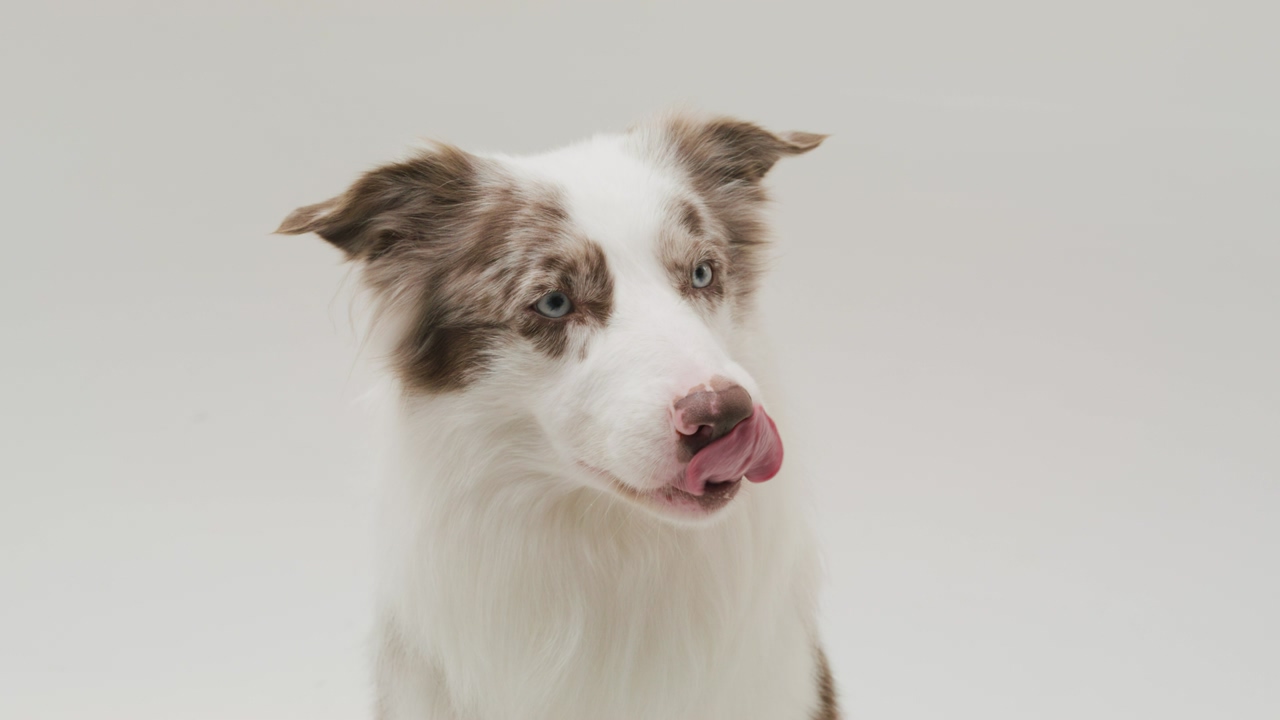 A blue-eyed border collie with eye patches affectionately licks its own muzzle over a white background