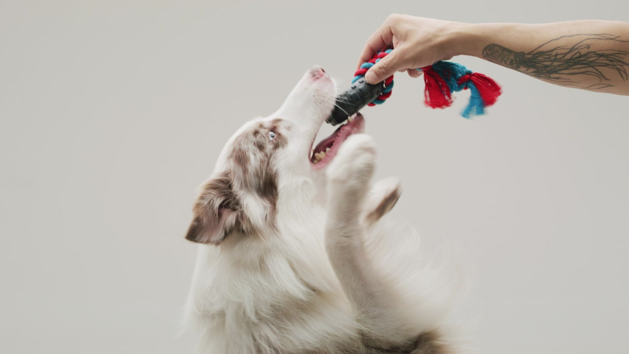 A border collie dog enthusiastically approaches and reaches out to a hand that holds a training toy over a white background