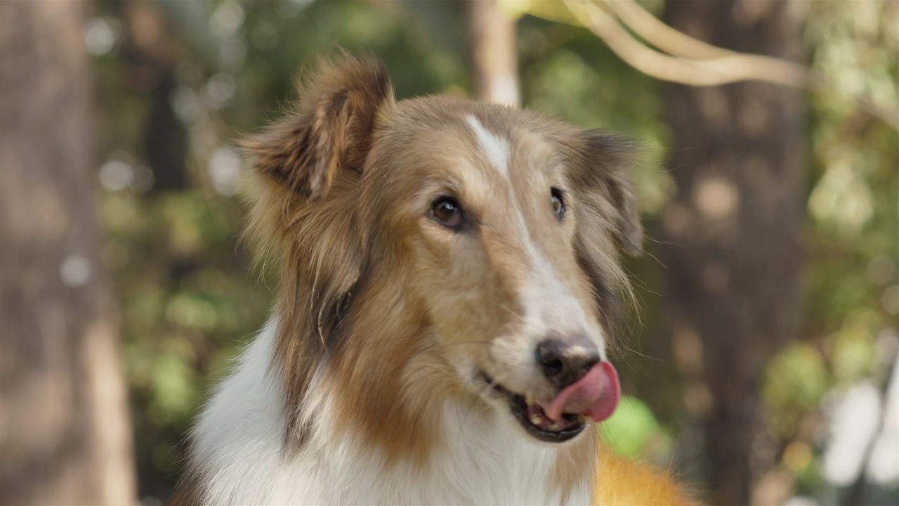 A brown and white collie looks away from the camera, then turns and licks its nose as people walk by in the background