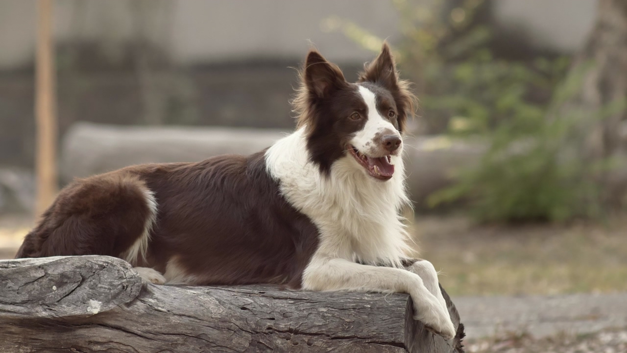 A brown and white collie sits on a log, with another log and plants in the background