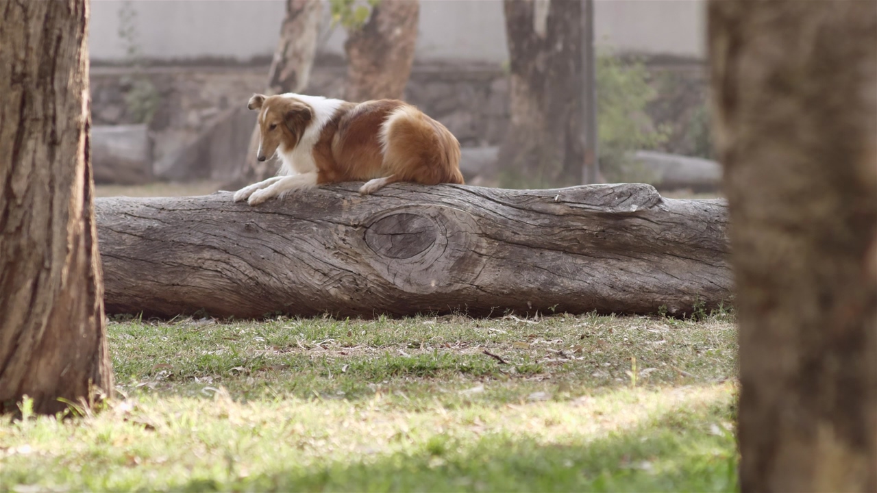 A brown and white collie sits on a log with trees, logs and plants in the background, then jumps off and runs into the trees