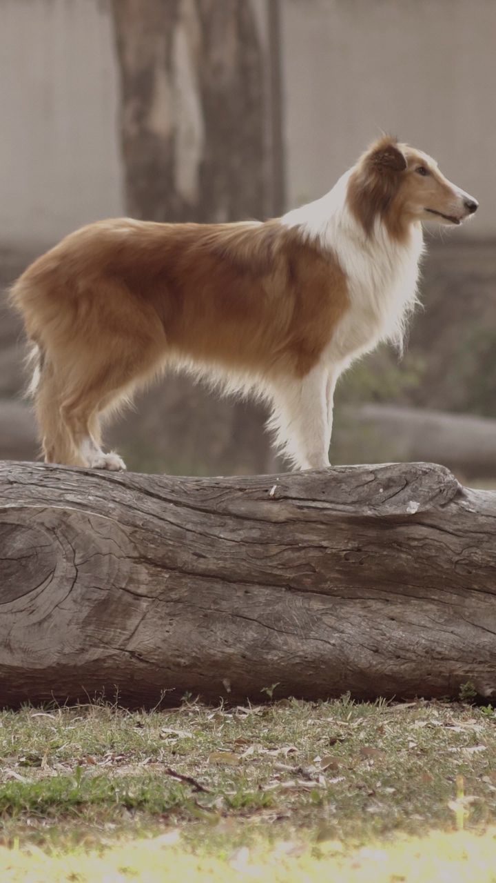 A brown and white collie stand still on a log, then jumps off