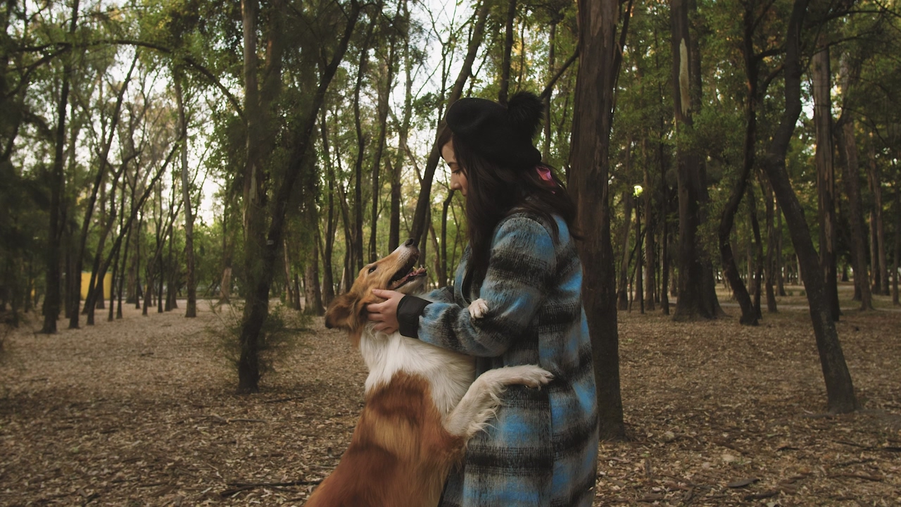 A brown and white dog leans up on a woman in a park while she pets its head and ears, with dried leaves on the floor and trees in the background