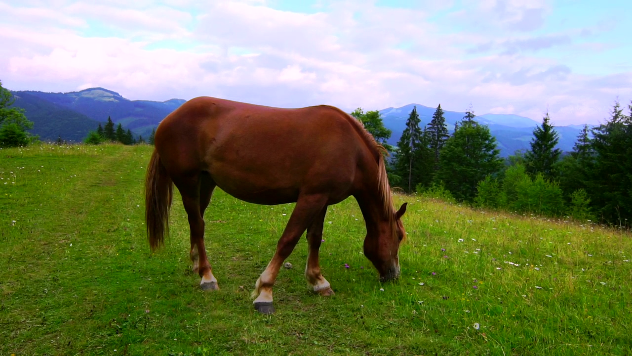 A brown horse grazing in a meadow, animal, wildlife, grass, meadow, and horse