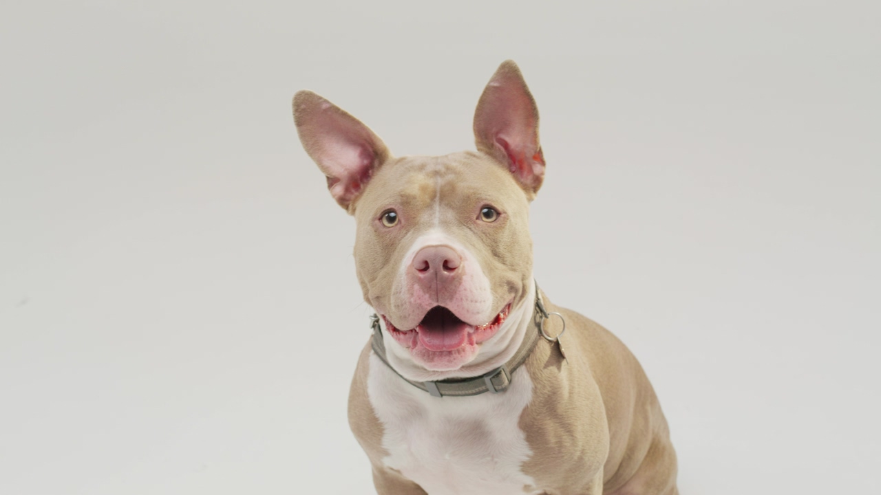 A brown pit bull canine with pointy ears and a collar panting patiently over a white background