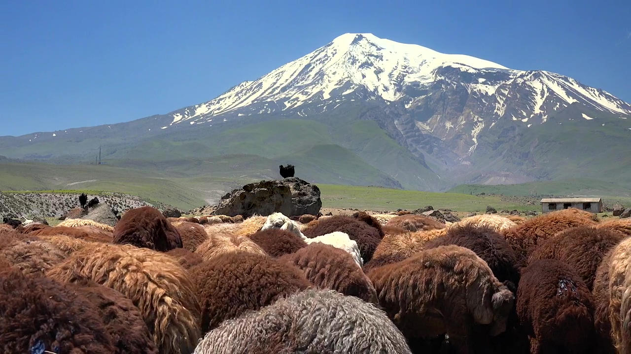 A brown sheep herd and a snowy mountain in the background, mountain, animal, and sheep