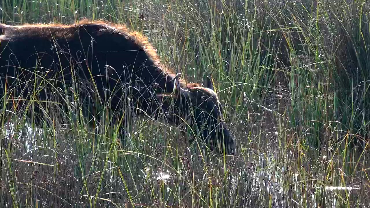 A buffalo is drinking water in the swamp, animal, wildlife, grass, swamp, and bison