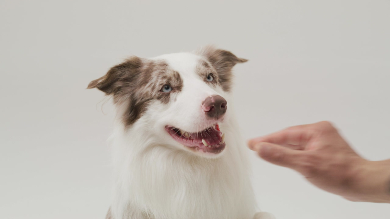 A canine border collie displays its affable nature by enthusiastically exchanging a friendly hi-five with a human hand