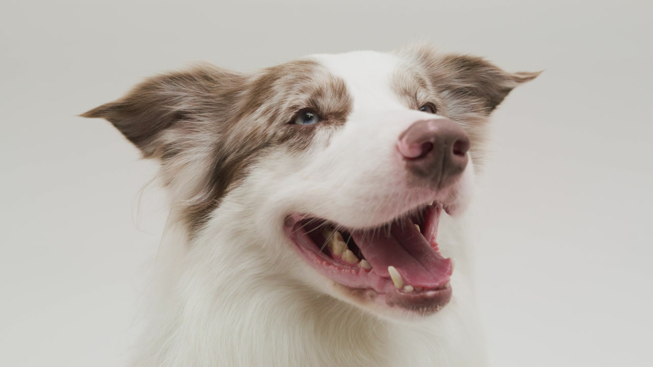 A captivating blue-eyed border collie, with an endearing spot adorning his eye, is joyfully panting over a white background