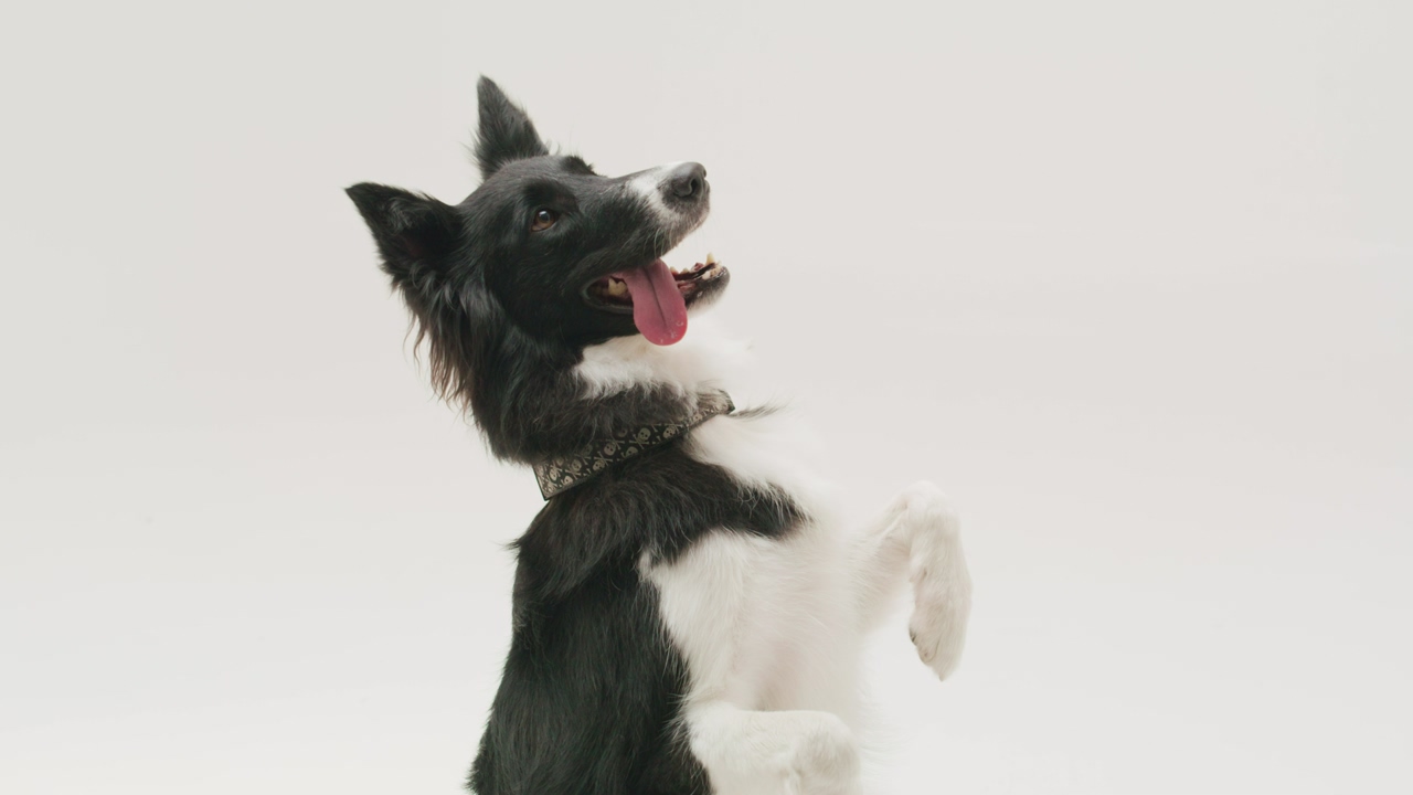 A charming black and white border collie stands on its hind legs, playfully panting with its tongue out against a white background