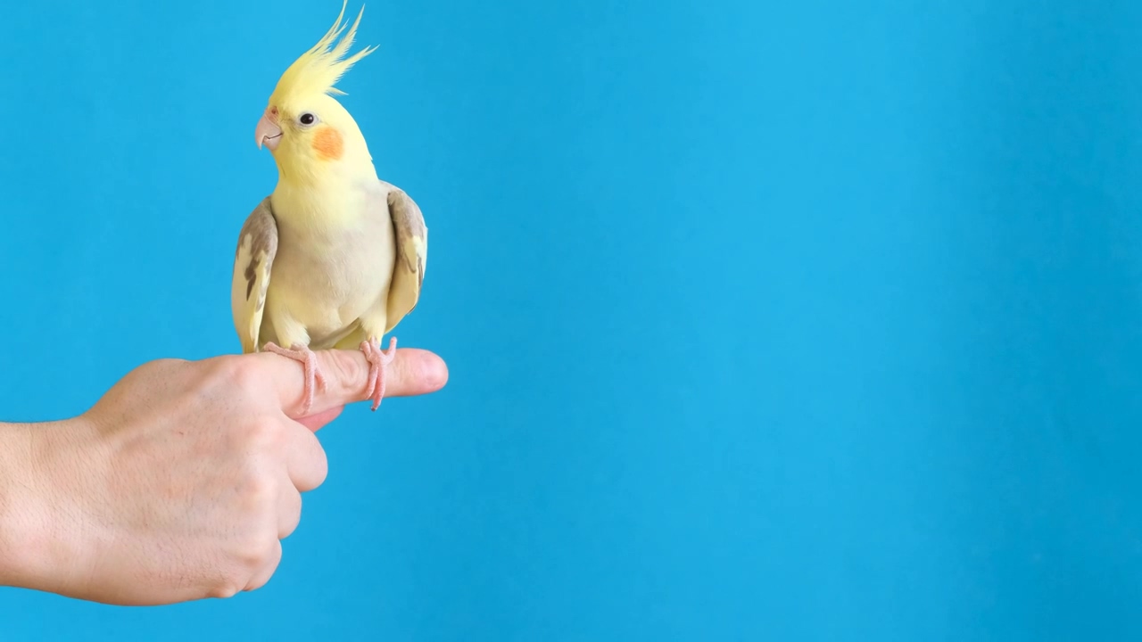 A cockatiel parrot siting on a man's finger, pet, parrot, and cockatiel