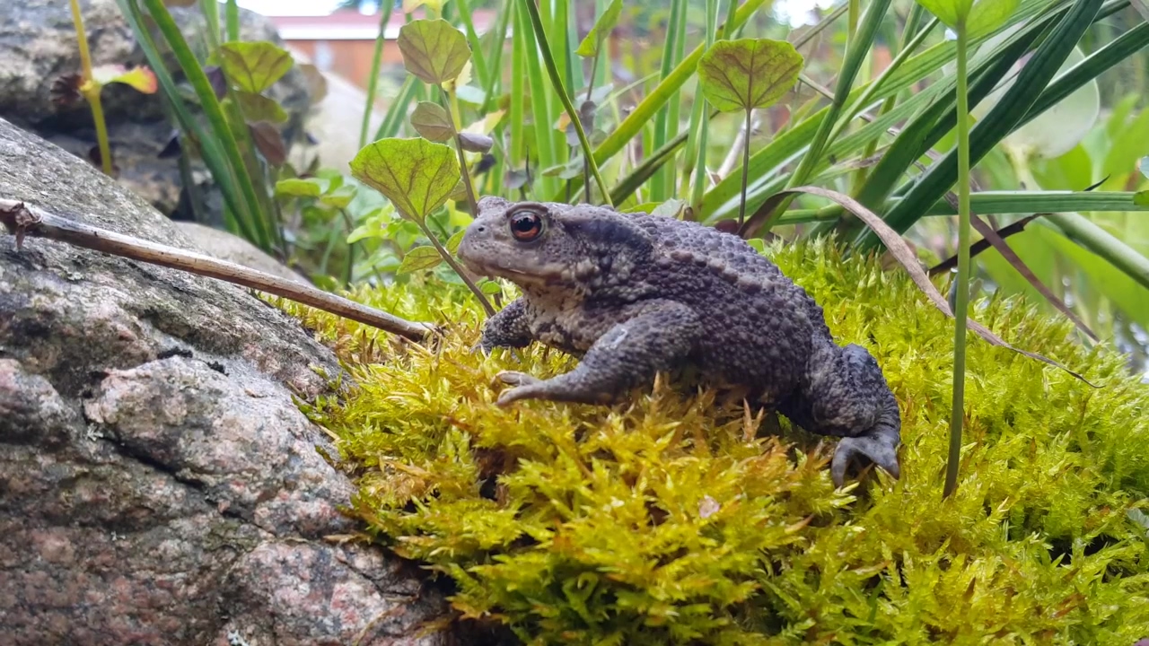 A common toad on moss, animal, wildlife, moss, and creature