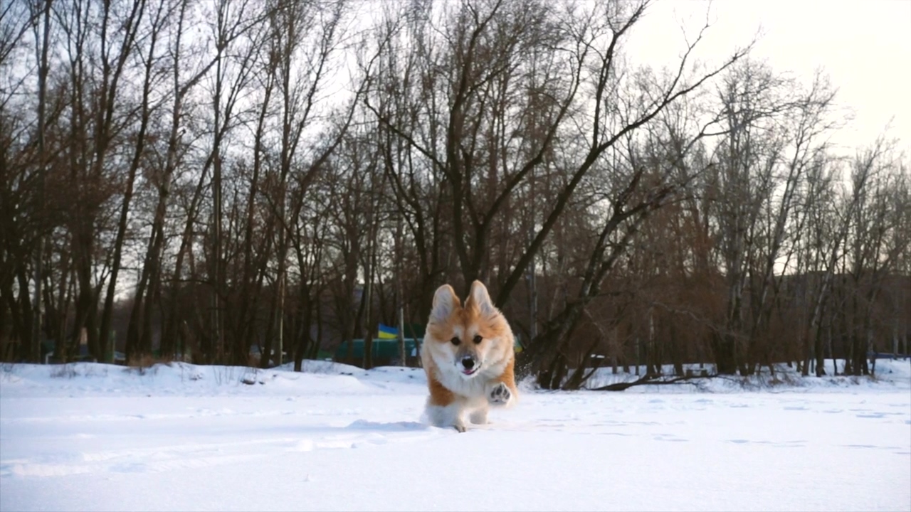 A corgi running through a snowy outdoor setting, presented in slow motion