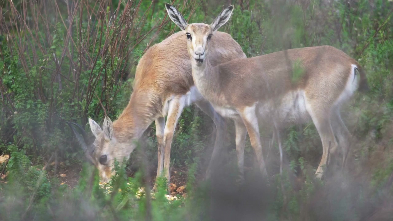 A couple of antelope in the wild, animal, wildlife, eating, africa, and antelope