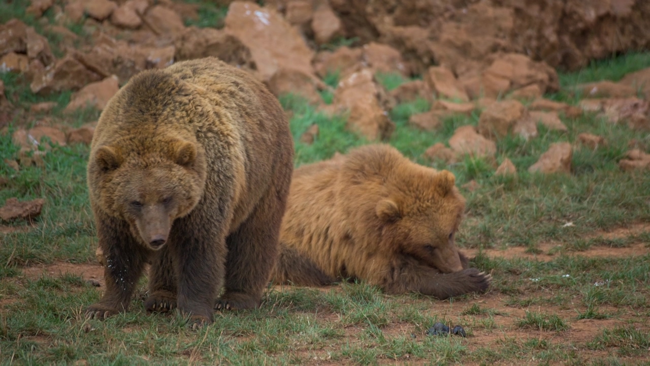 A couple of brown bears rest in the field, one of them is eating, brown rocks in the background