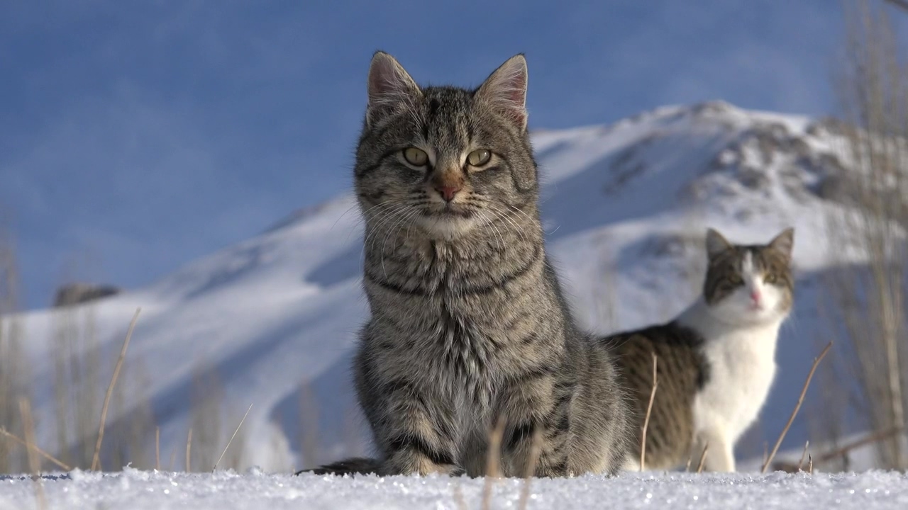 A couple of cats in the snow, animal, winter, snow, wildlife, cat, and cats