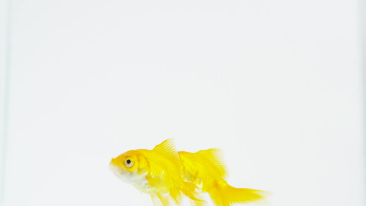 A couple of gold fish swimming, animal, white background, underwater, and fish