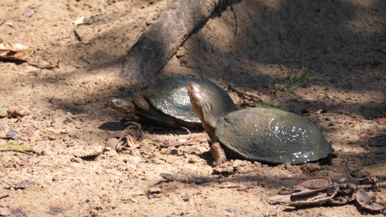 A couple of turtles resting in the sand, animal, wildlife, sand, and turtle