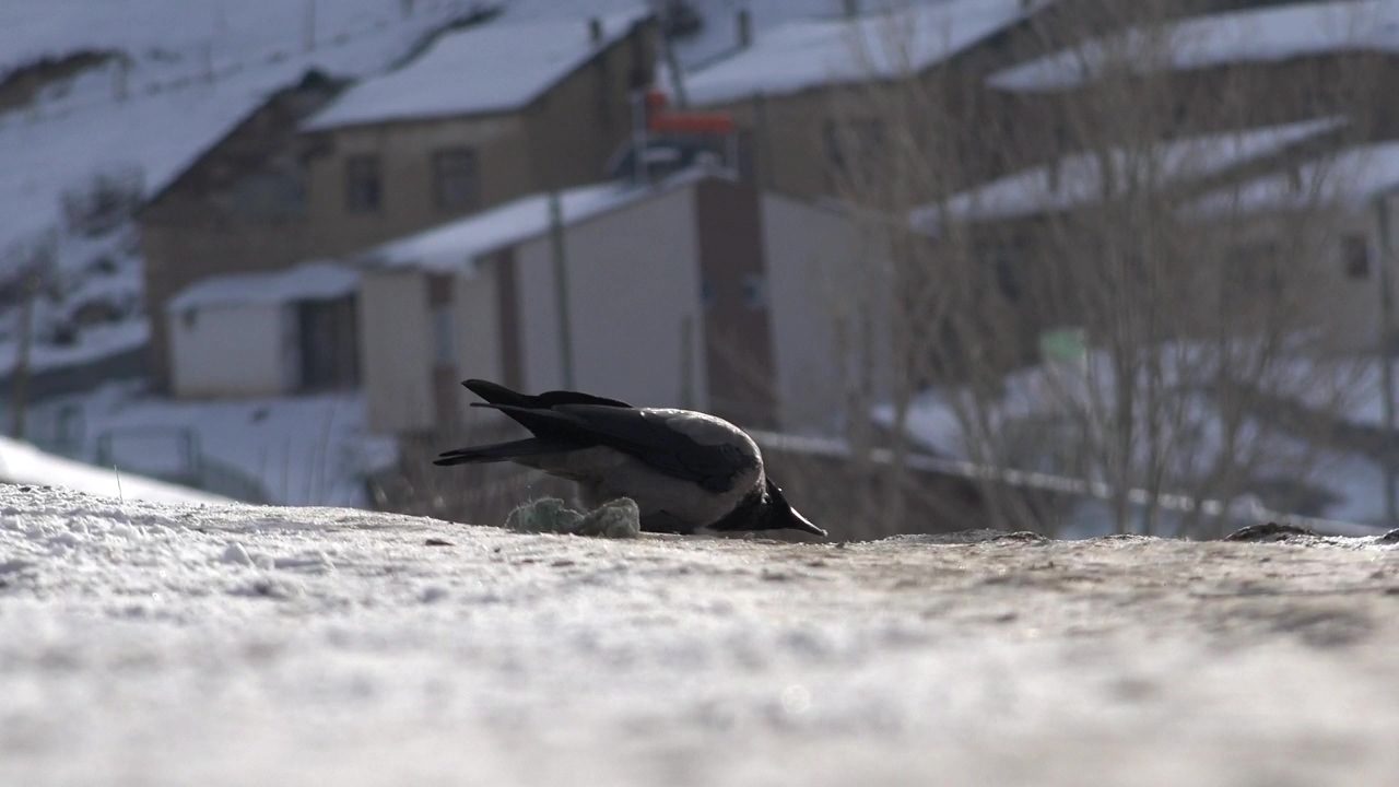 A crow eating on a snowy ground, animal, winter, snow, wildlife, bird, and crow