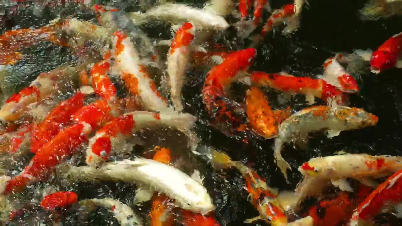 A crowd of koi fish swimming in the water, water, animal, fish, and creature