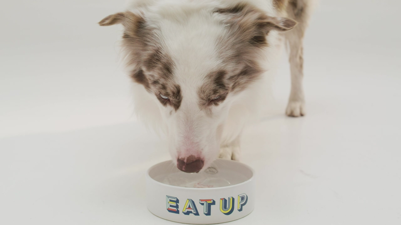 A cute border collie canine with blue eyes drinks water from a bowl against a white background