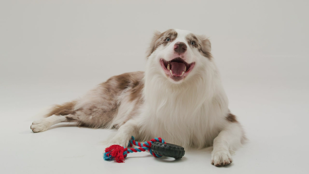 A cute border collie dog panting patiently on the ground by its toy against a white background