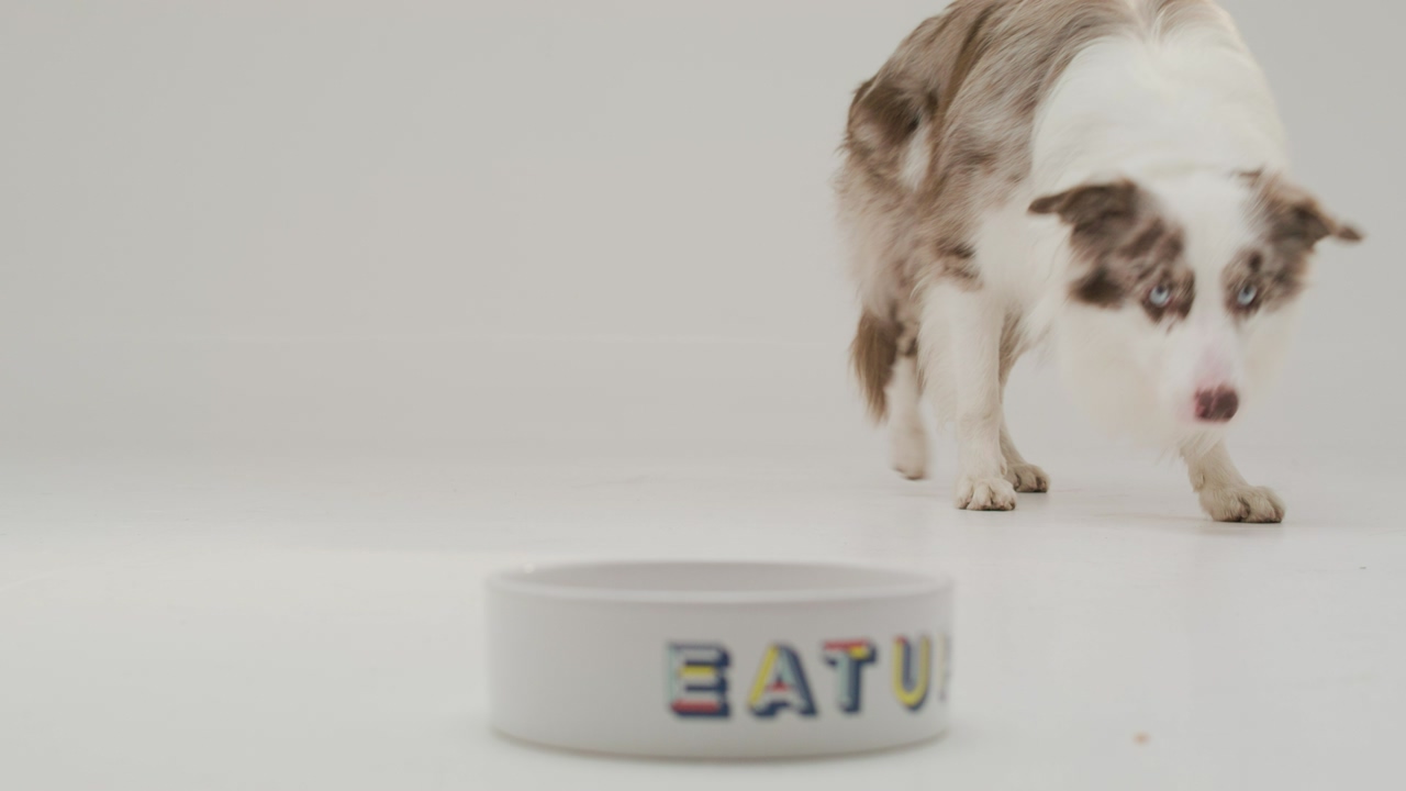 A cute border collie lying on the ground stands up and eagerly heads to the food bowl to eat its meal