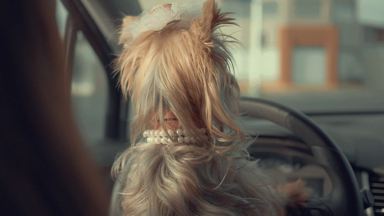 A cute dog wearing a pearl necklace and a white bow inside a car looking around in slow motion