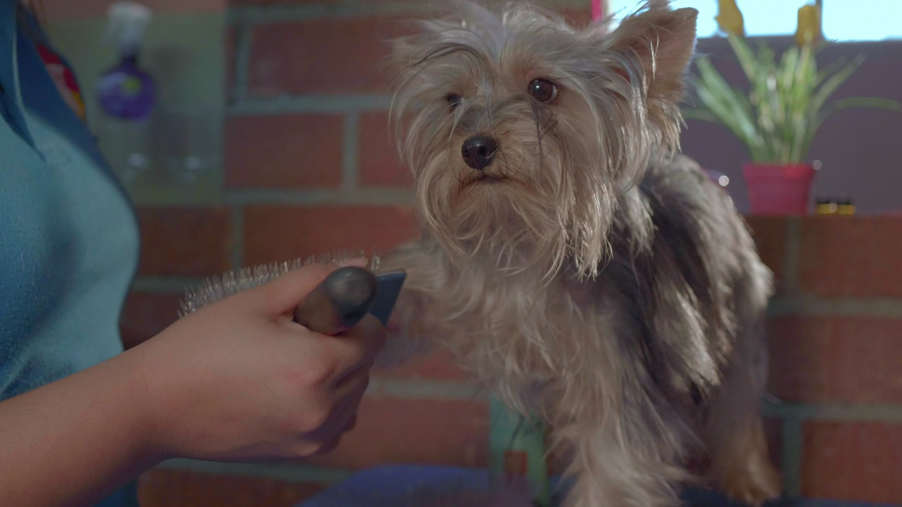 A dog hairdresser combing the hair of a small dog that is tied with a red leash around the neck