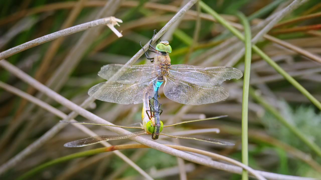 A dragonfly perched on a twig, nature, wildlife, and dragonfly
