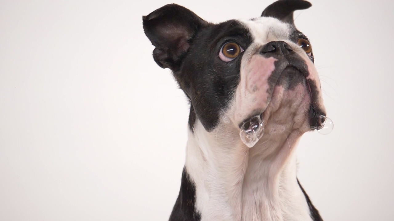 A french bulldog eating a treat in slow motion