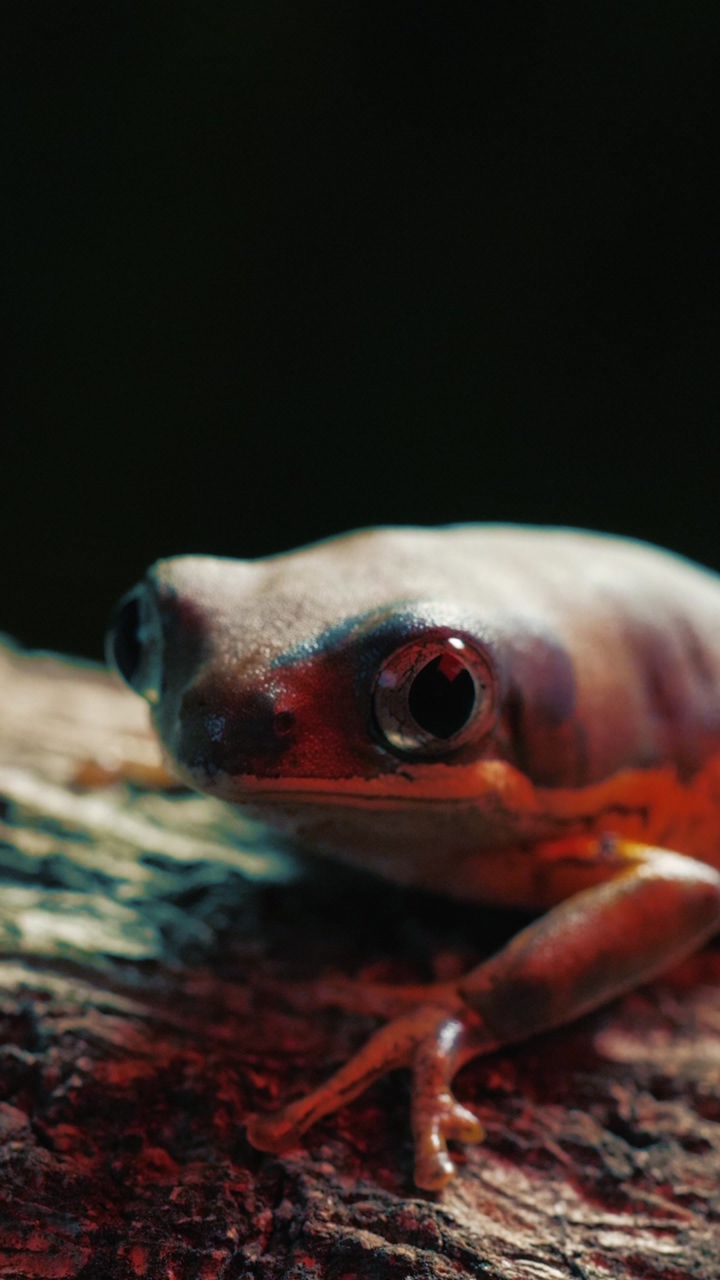 A frog with orange and red colors sits on a log without moving, just breathing