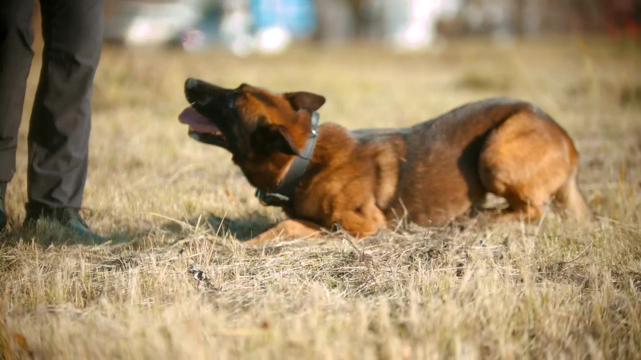A german shepherd dog rolling over, outdoor, field, training, dog, dog owner, enjoy, and domestic
