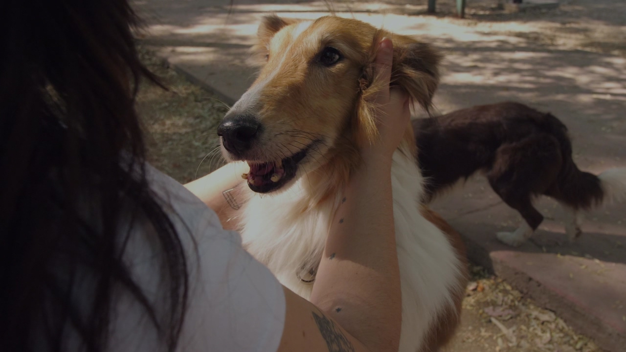 A girl or long haired person caressing a collie dog in the park on a sunny afternoon
