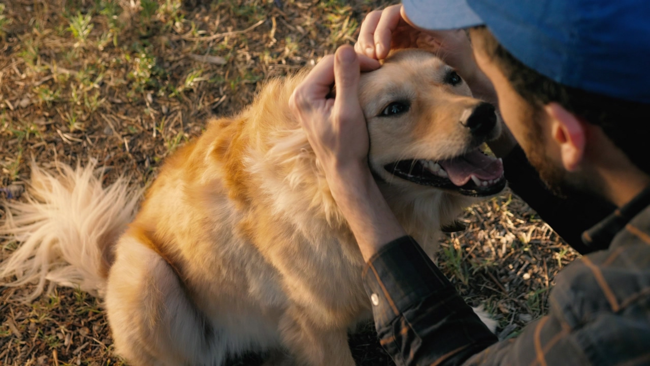 A golden retriever sits on the grass while a bearded man wearing a blue baseball cap pets his face