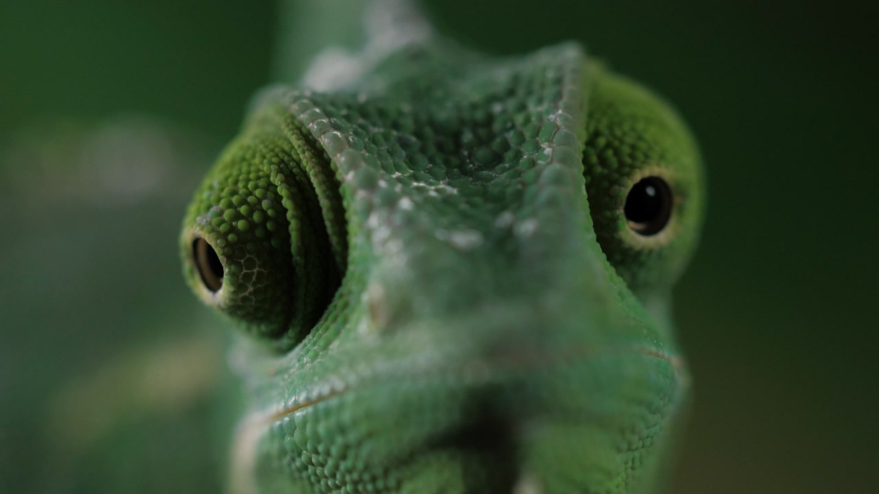 A green chameleon moving its eyes one per time in slow motion, a reptile at nature, a chameleon seeing with one eye, a chameleon seeing around